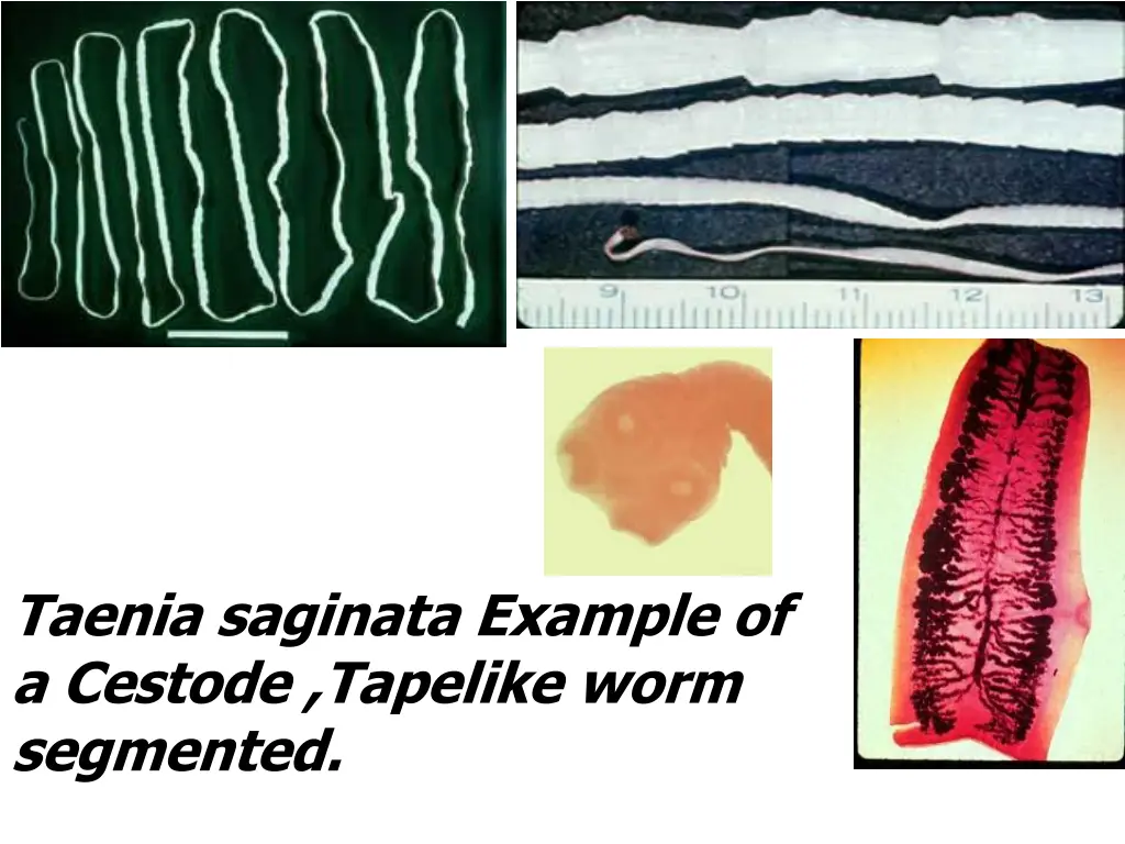 taenia saginata example of a cestode tapelike