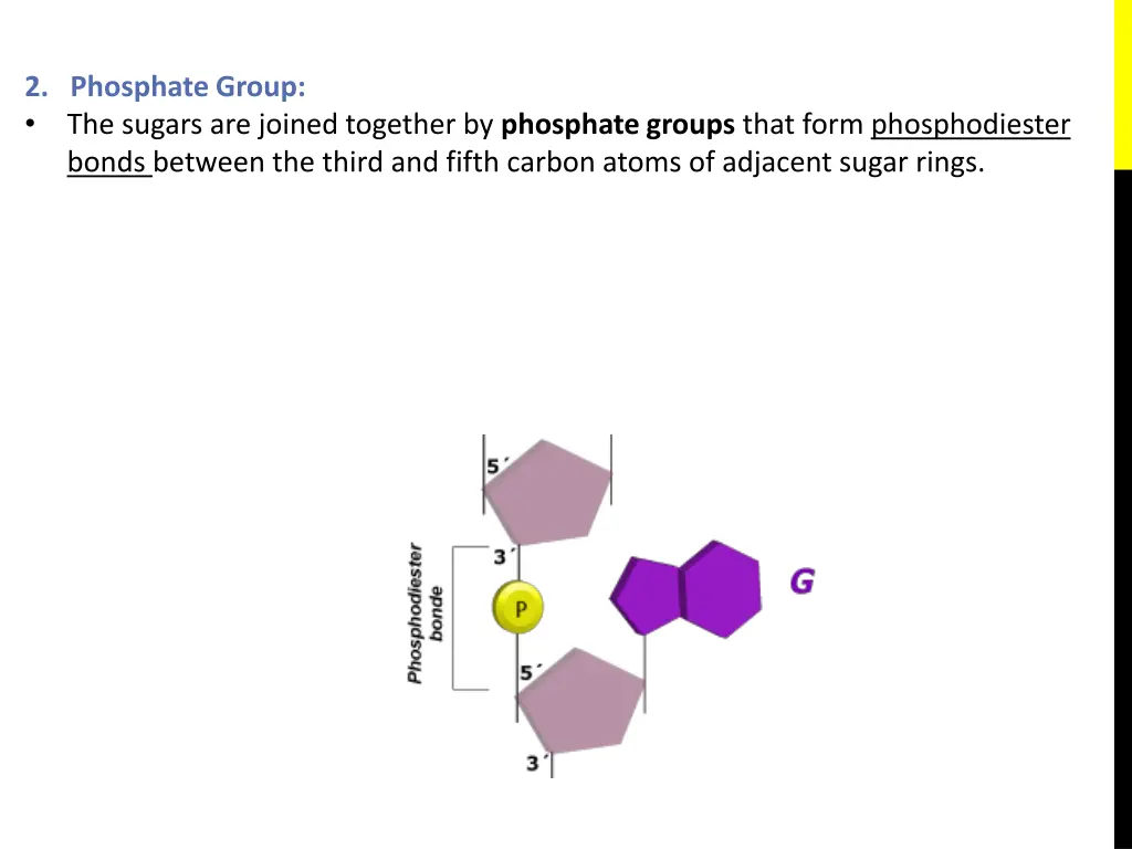 2 phosphate group the sugars are joined together