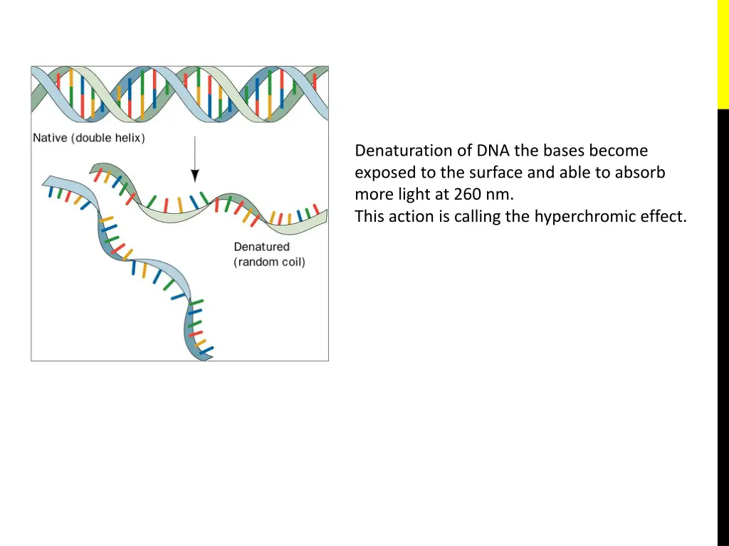 denaturation of dna the bases become exposed