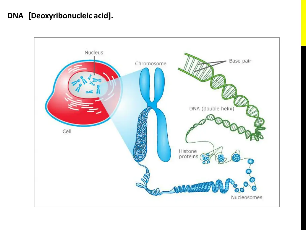 dna deoxyribonucleic acid