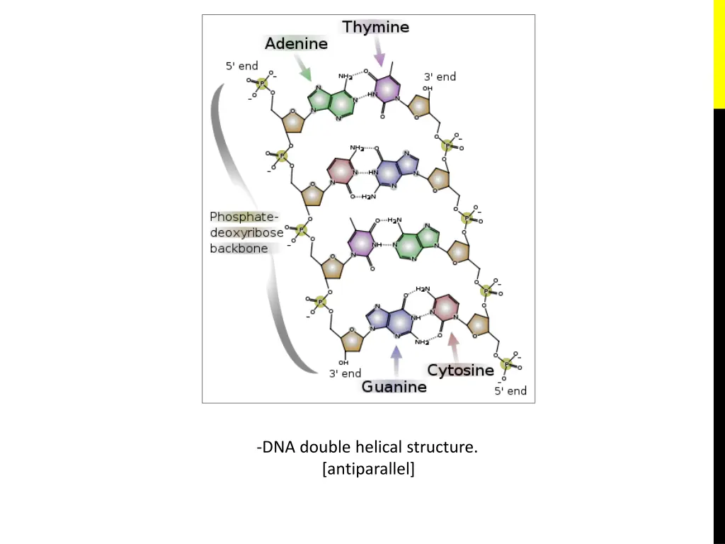 dna double helical structure antiparallel