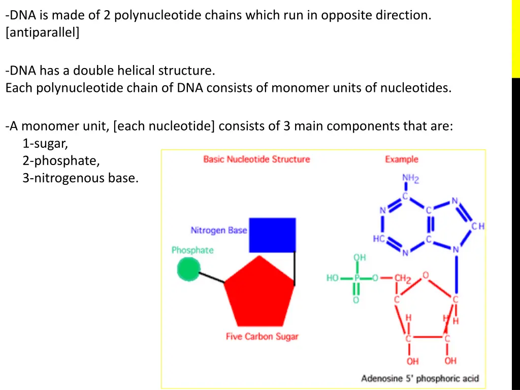 dna is made of 2 polynucleotide chains which