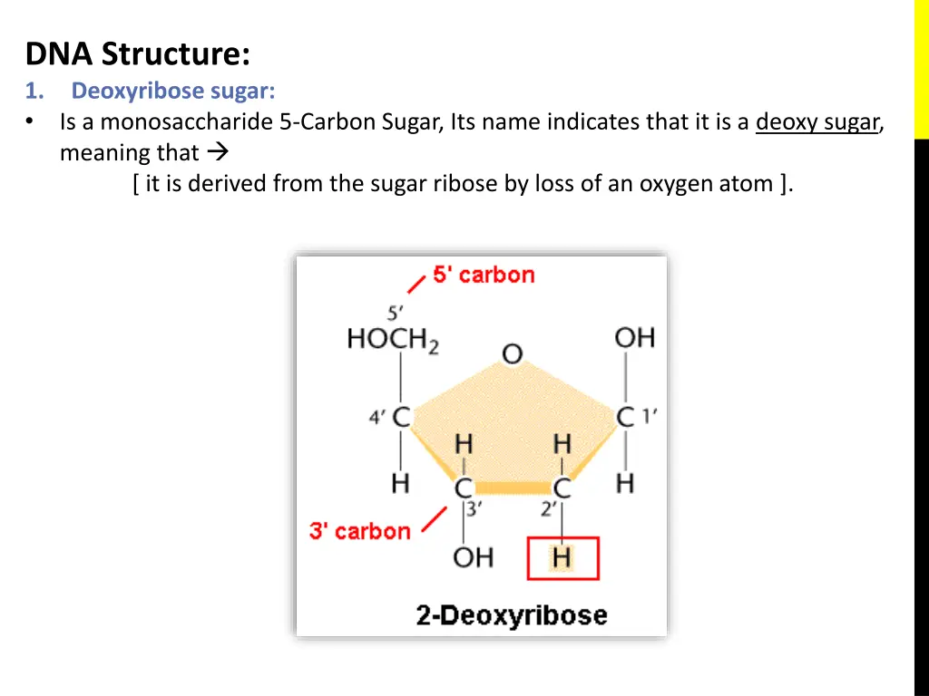 dna structure 1 deoxyribose sugar