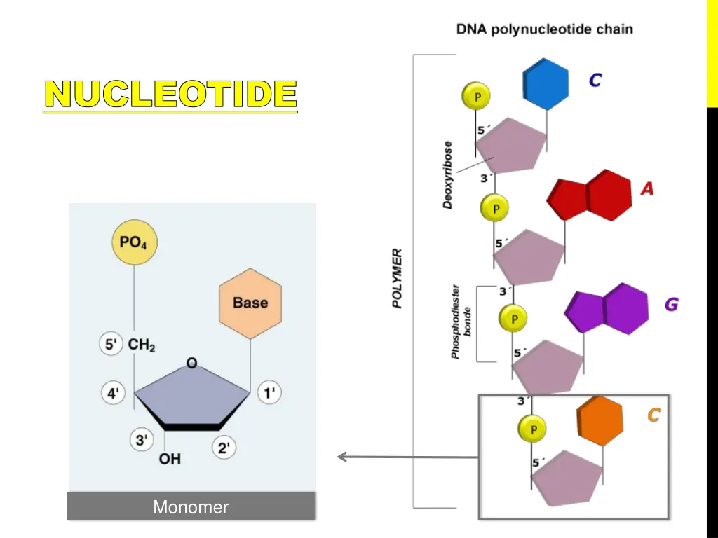 nucleotide