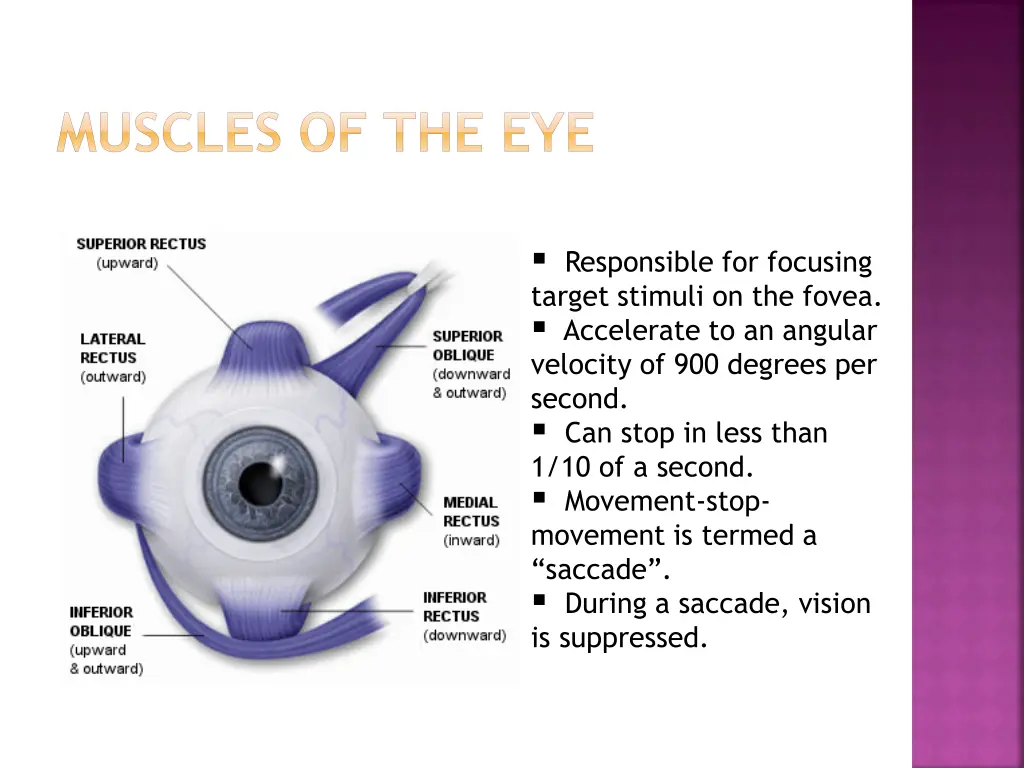 muscles of the eye