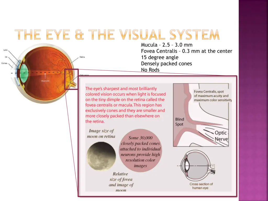 the eye the visual system 1