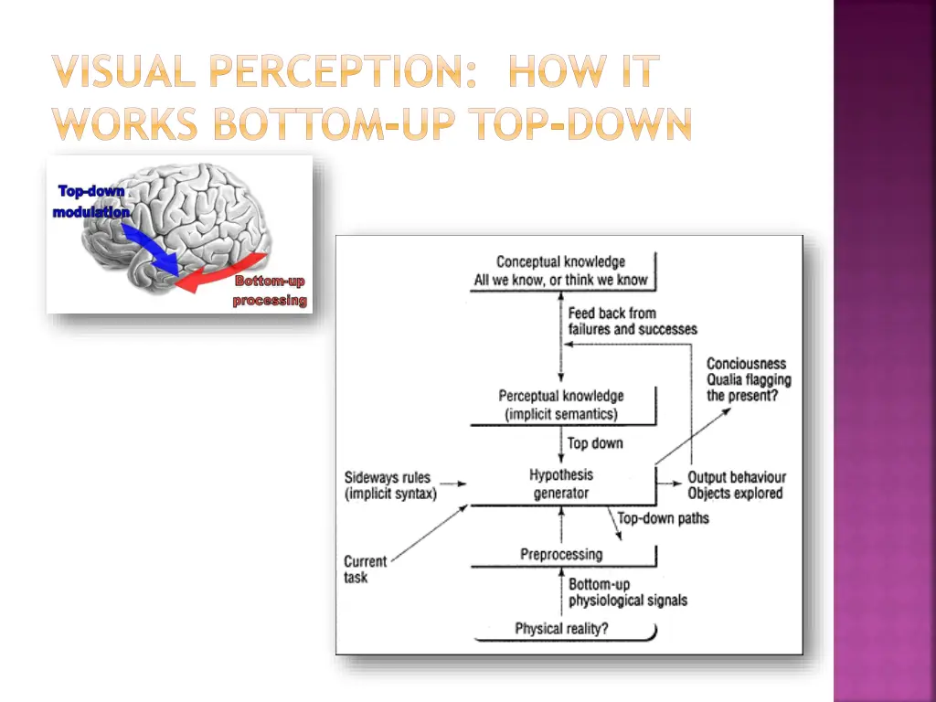 visual perception how it works bottom up top down