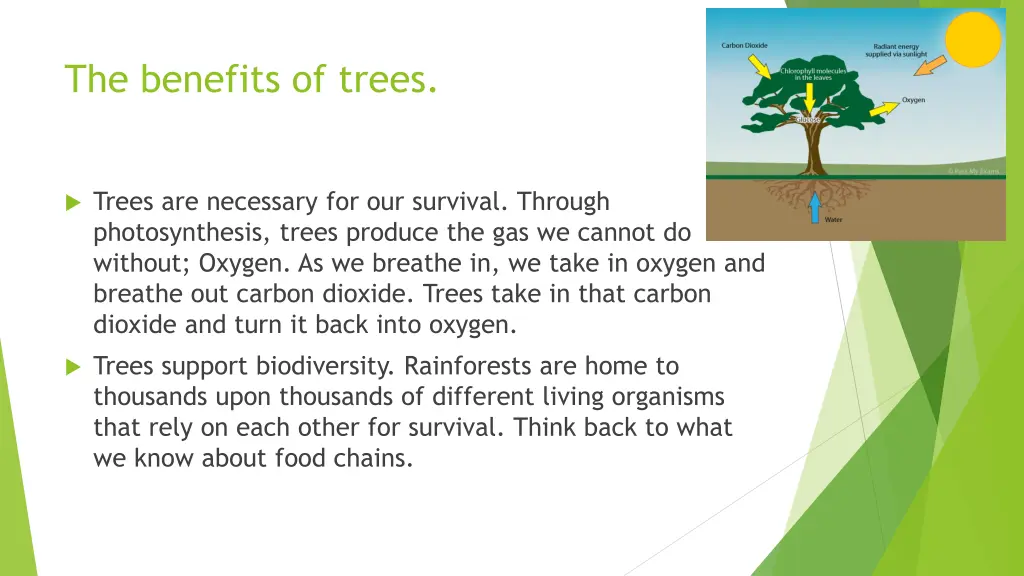 the benefits of trees