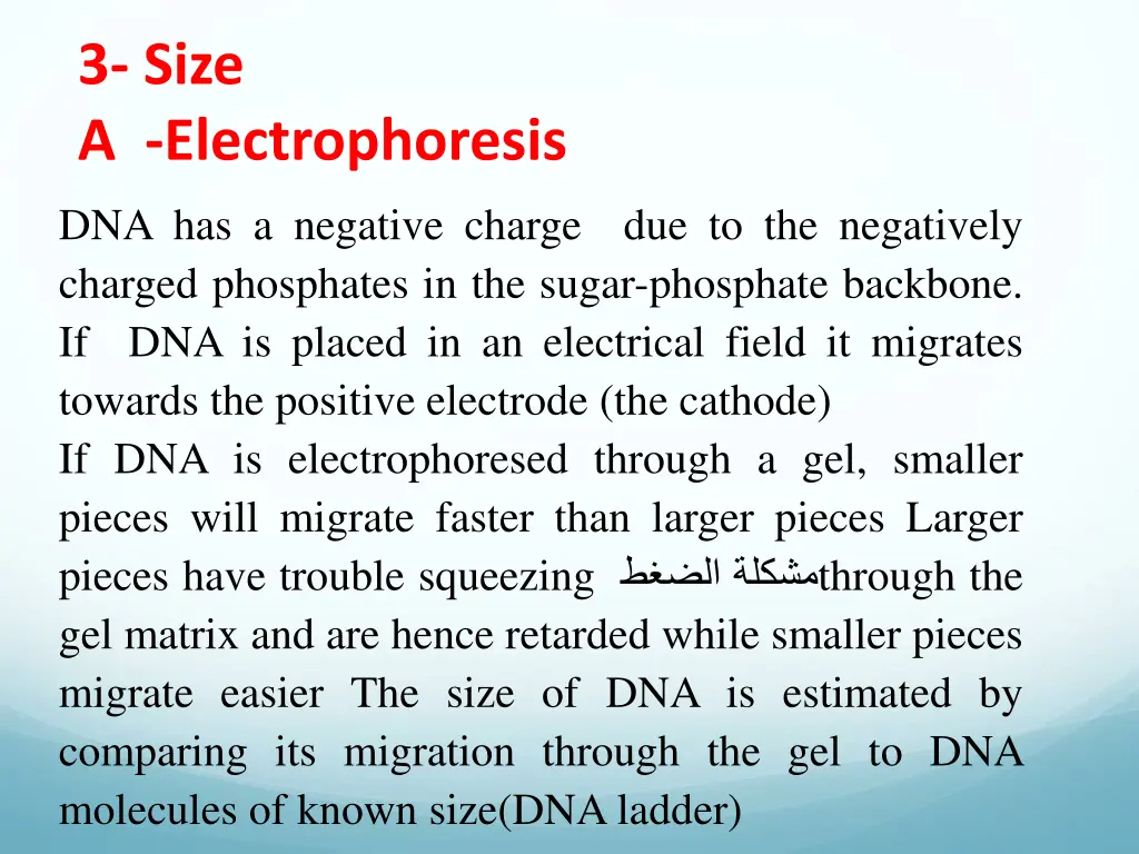 3 size a electrophoresis