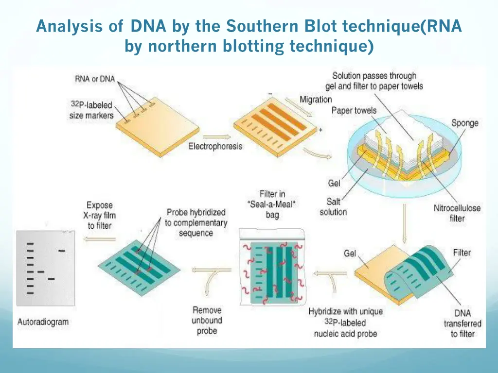 analysis of dna by the southern blot technique