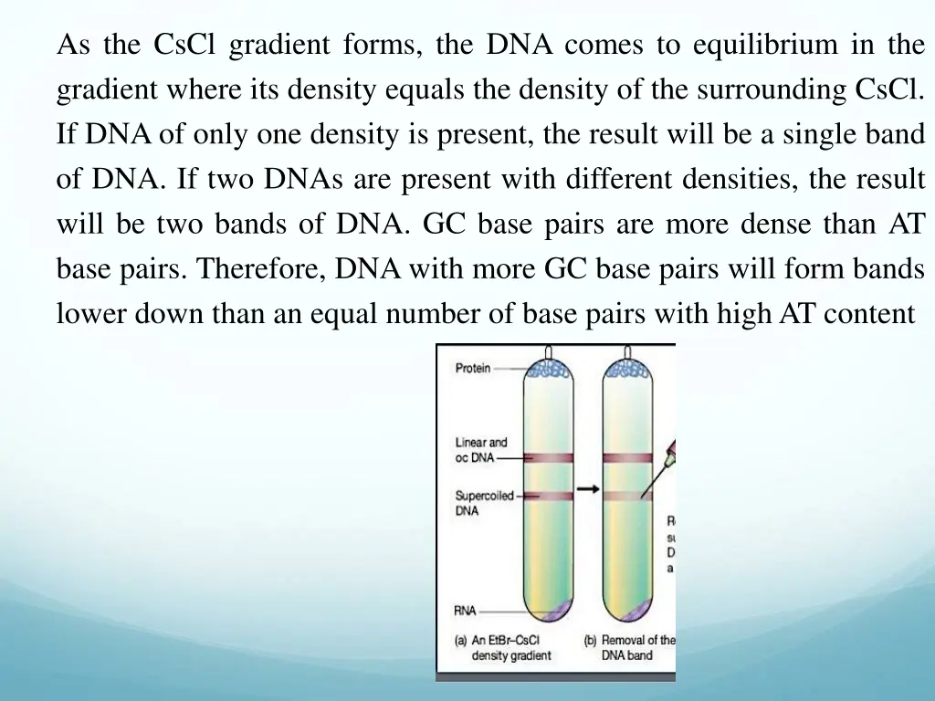 as the cscl gradient forms the dna comes