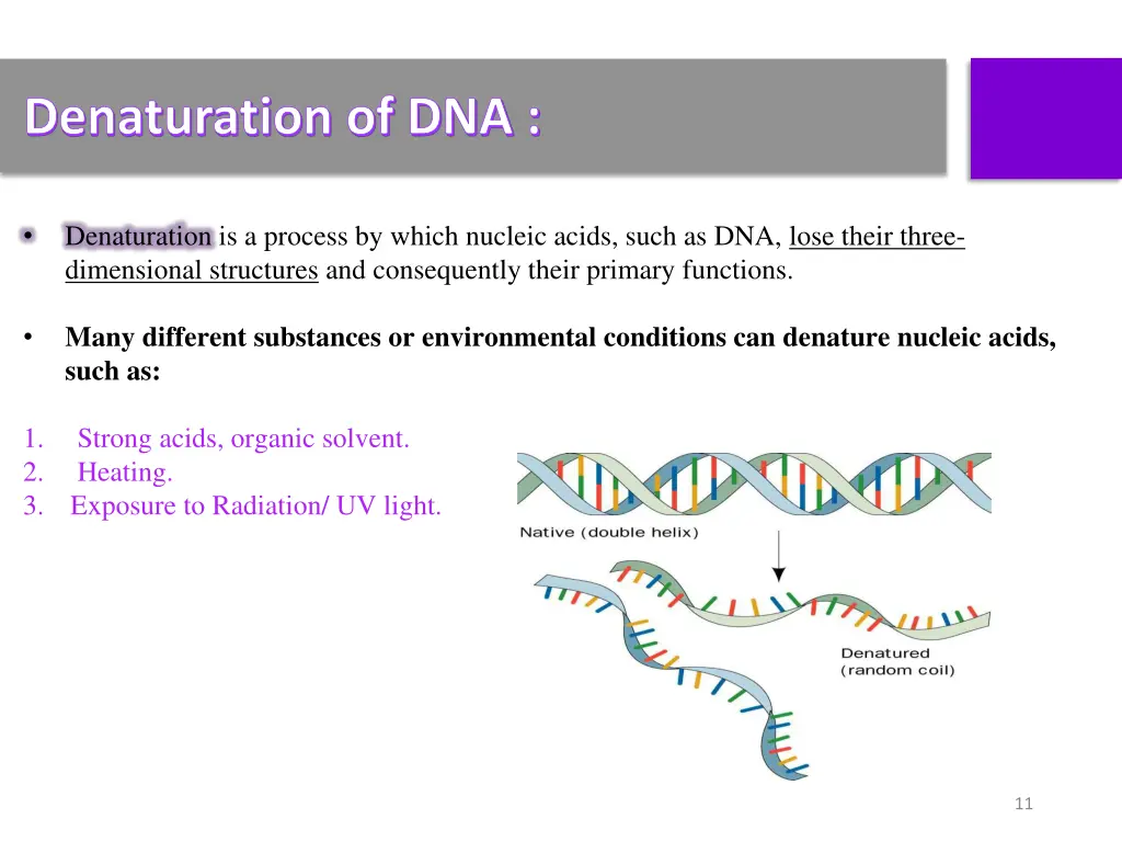 denaturation of dna