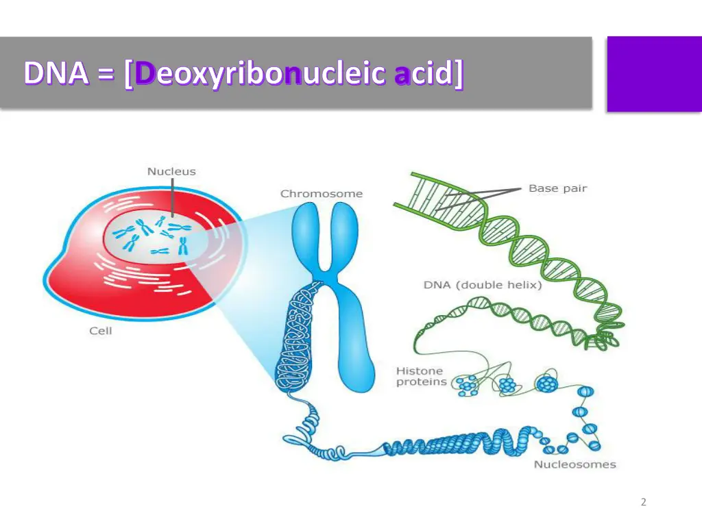 dna deoxyribonucleic acid