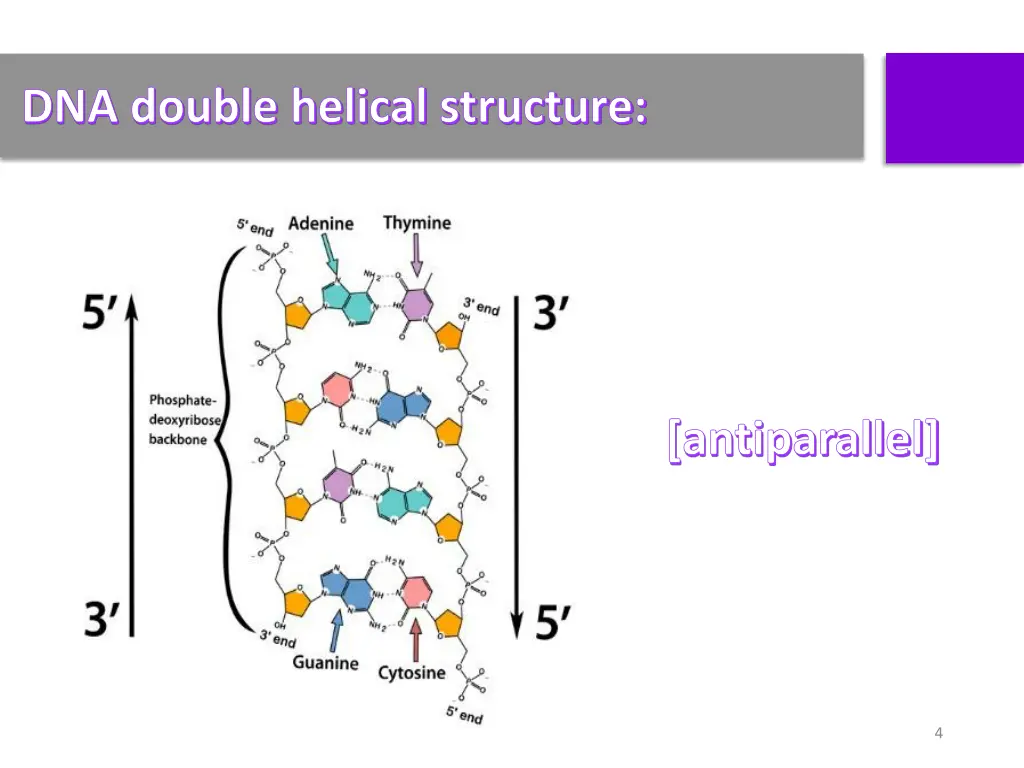 dna double helical structure