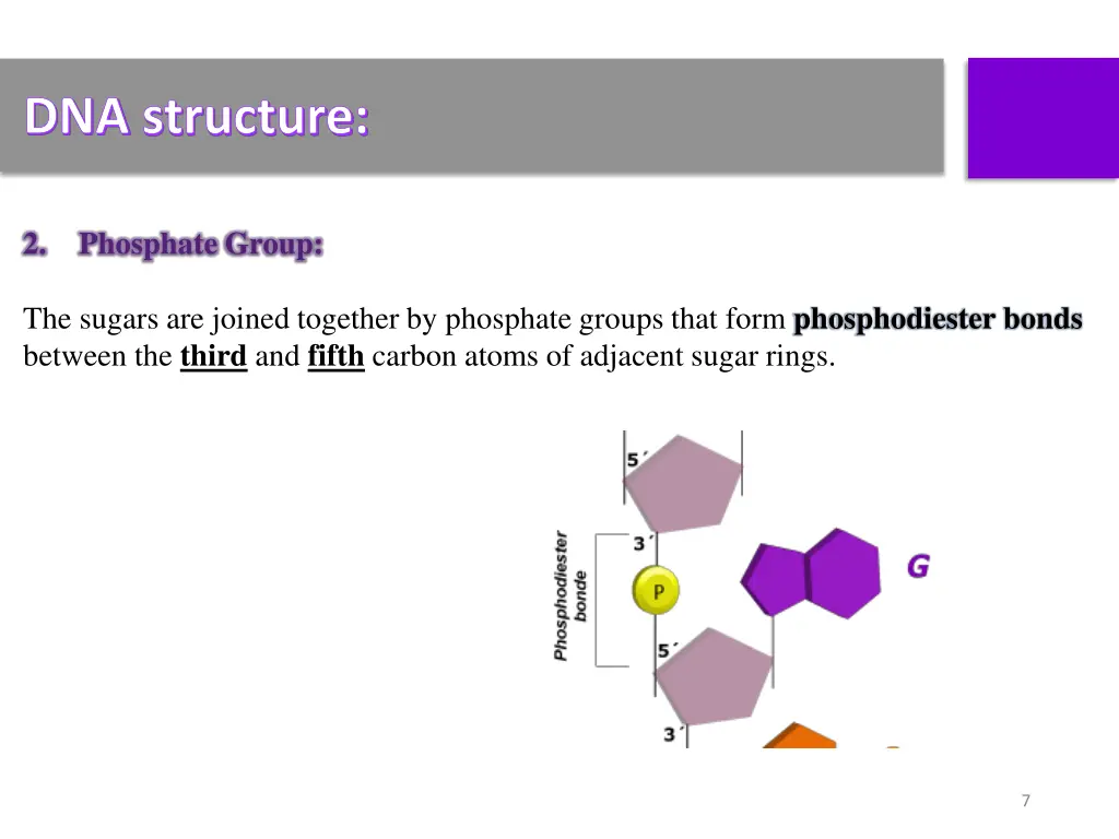 dna structure 1