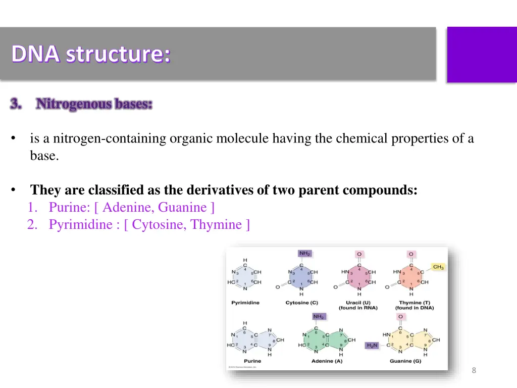 dna structure 2