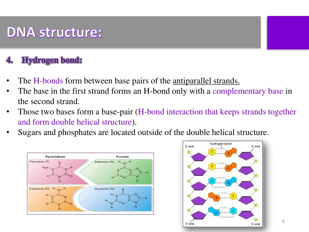 dna structure 3