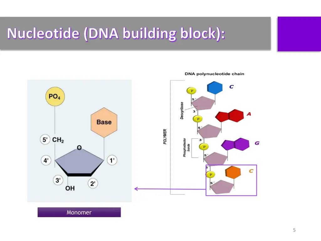 nucleotide dna building block