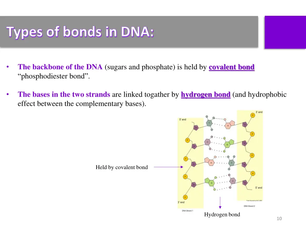 types of bonds in dna