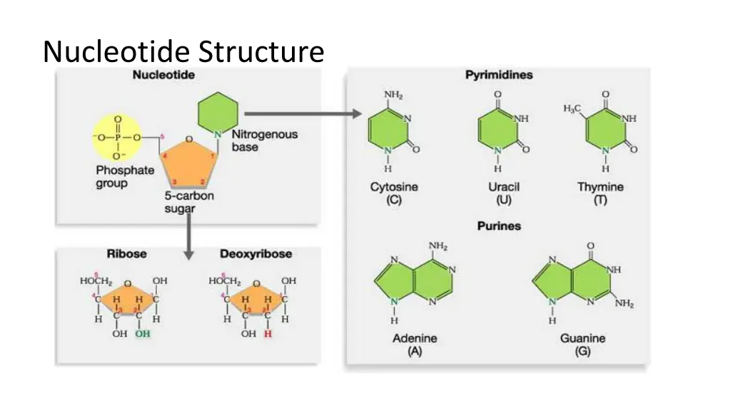 nucleotide structure