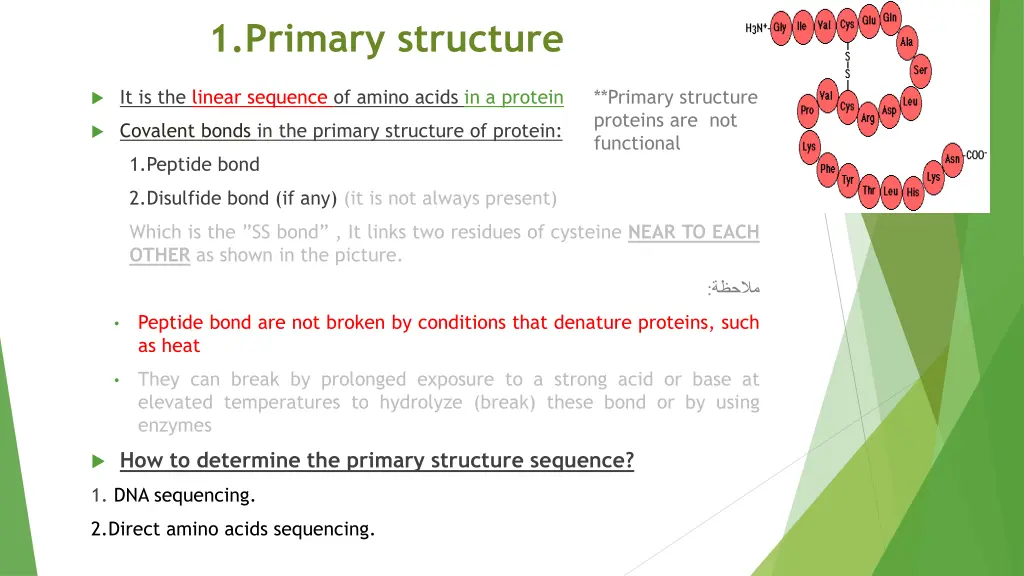 1 primary structure