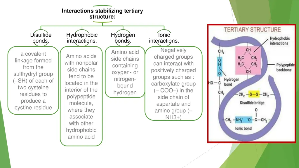 interactions stabilizing tertiary structure