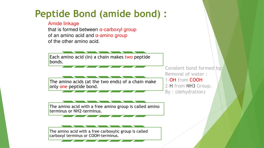 peptide bond amide bond amide linkage that