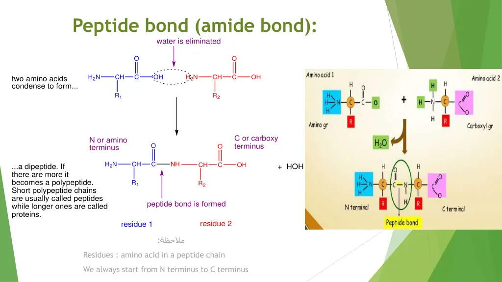 peptide bond amide bond