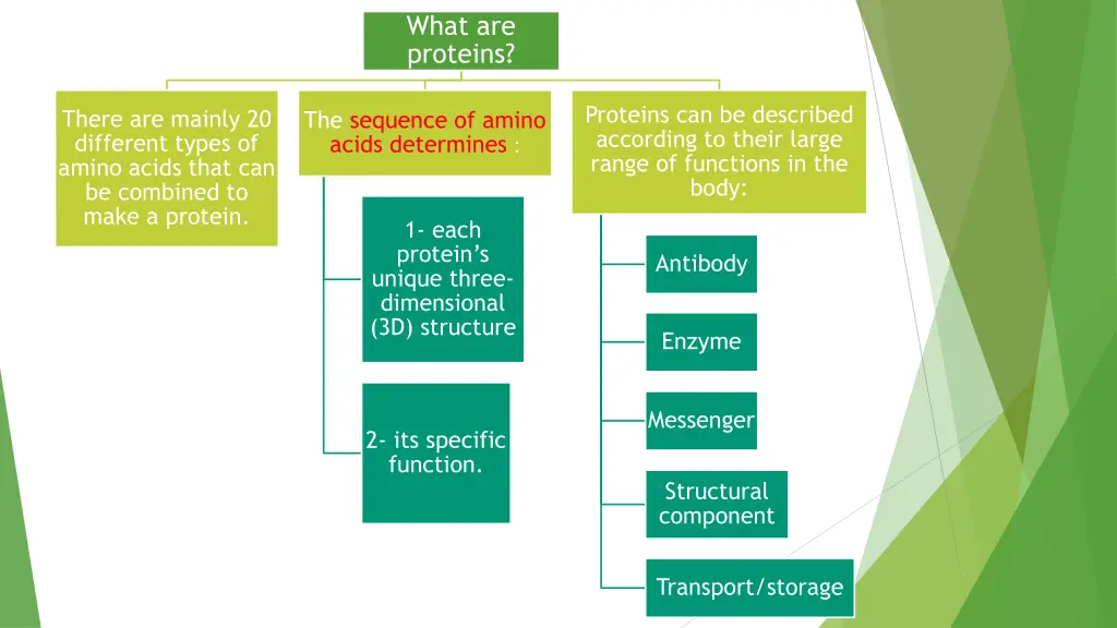 what are proteins 1