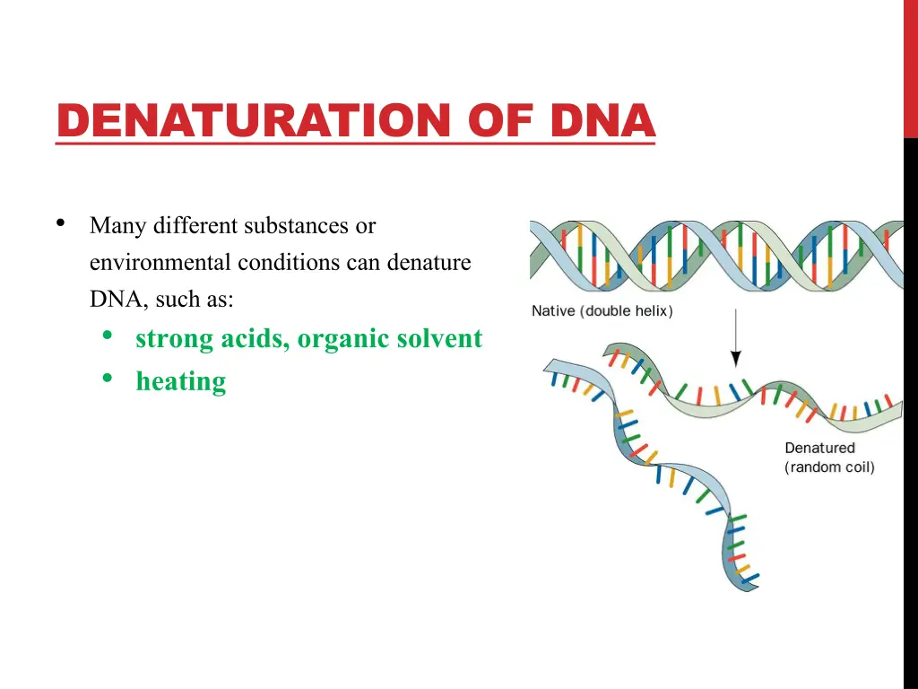 denaturation of dna