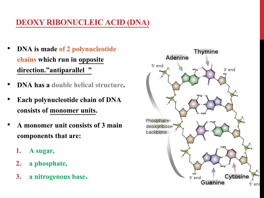 deoxy ribonucleic acid dna