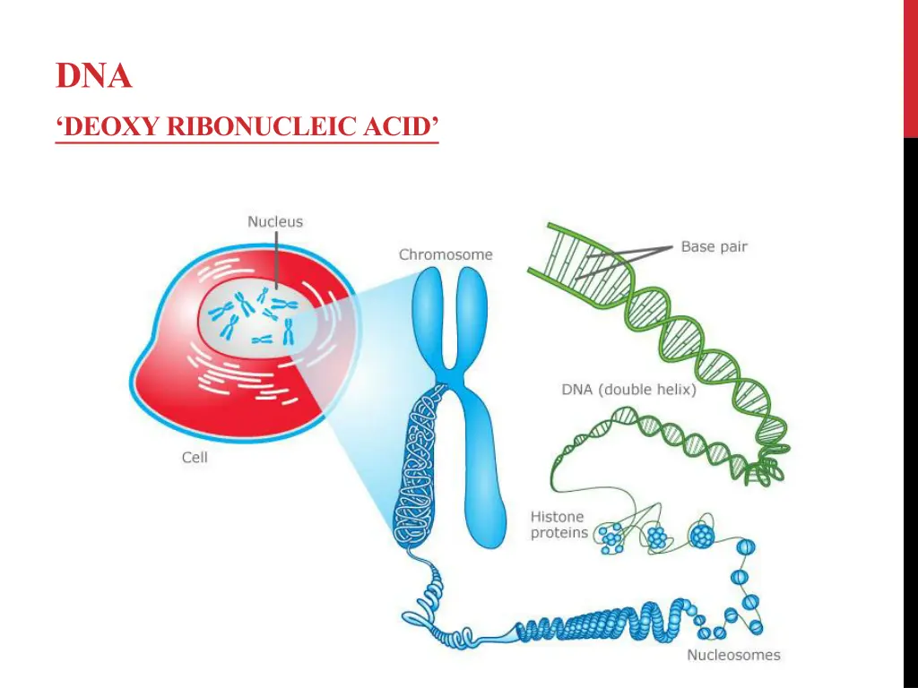 dna deoxy ribonucleic acid