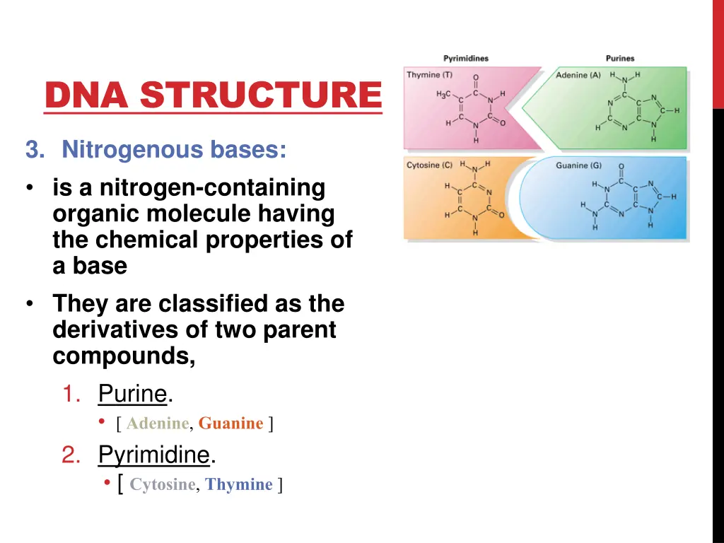 dna structure 1