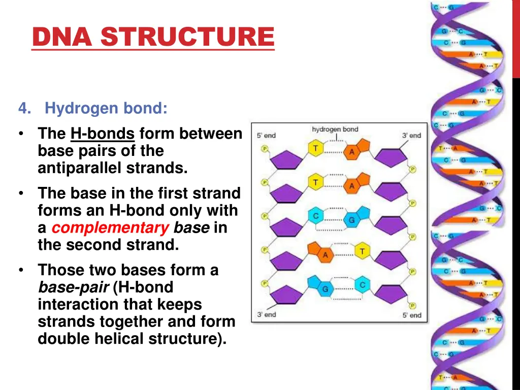 dna structure 2