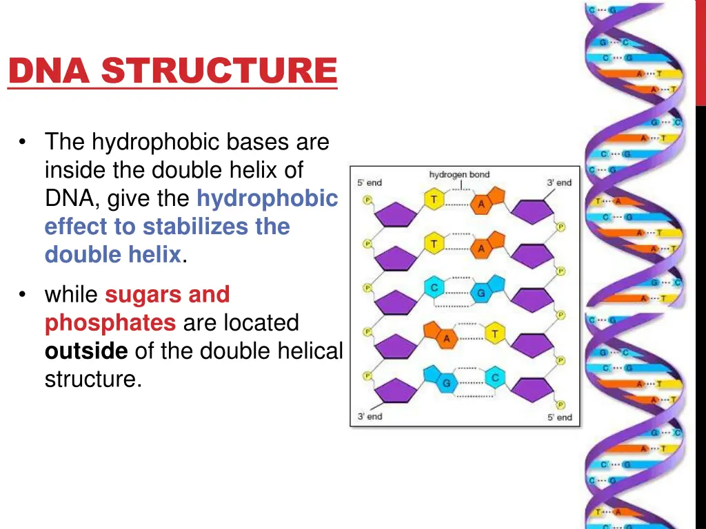 dna structure 3