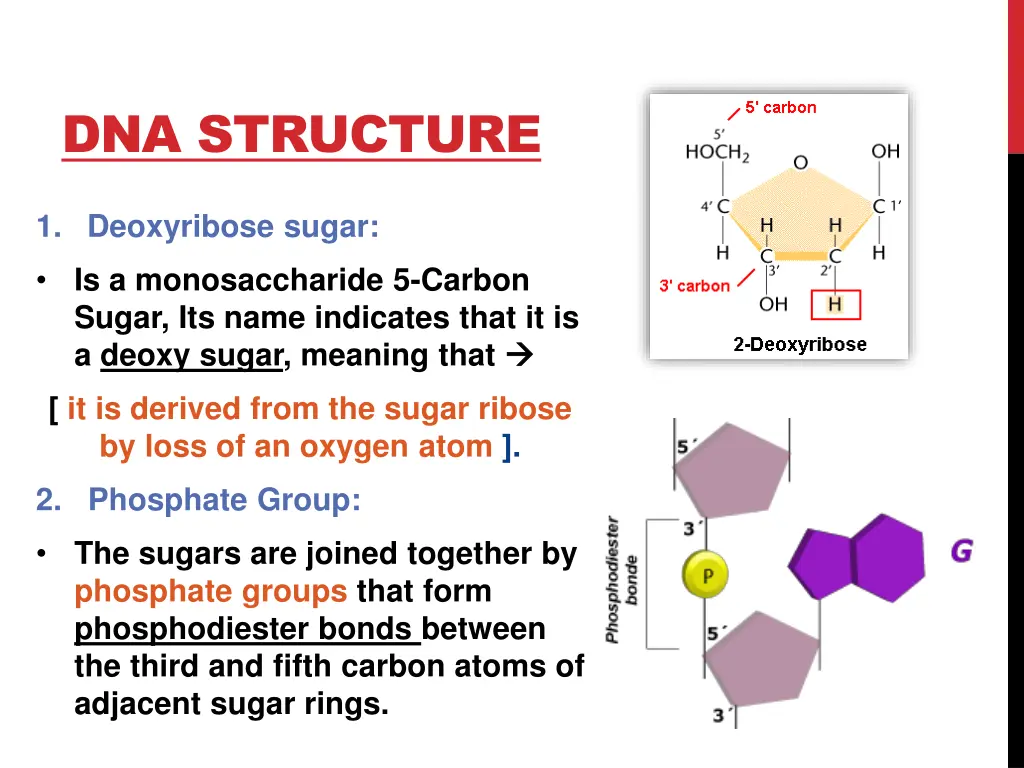 dna structure