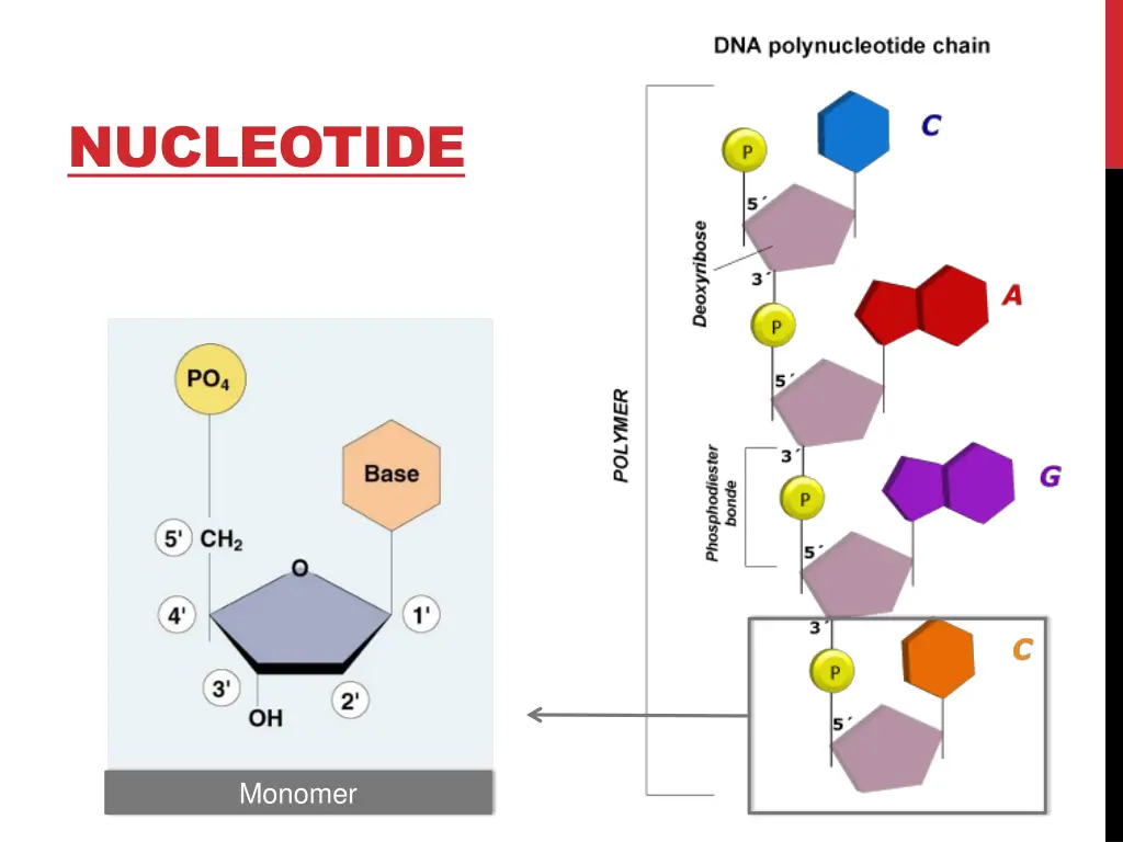 nucleotide