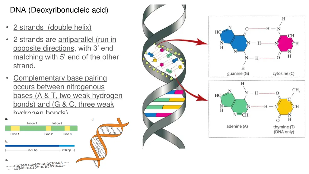 dna deoxyribonucleic acid