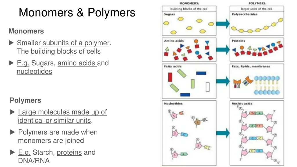 monomers polymers