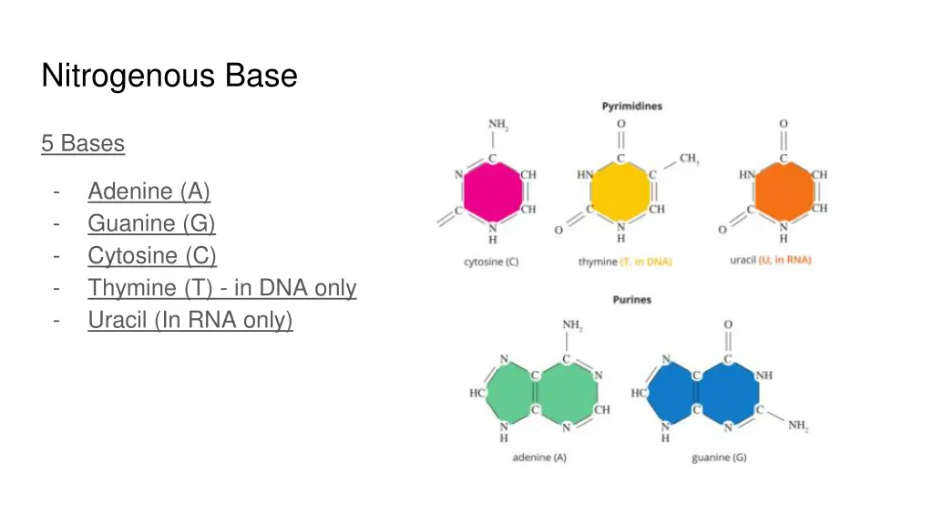 nitrogenous base