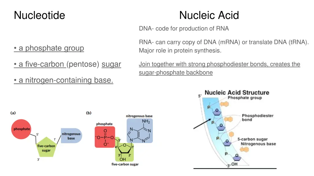 nucleotide