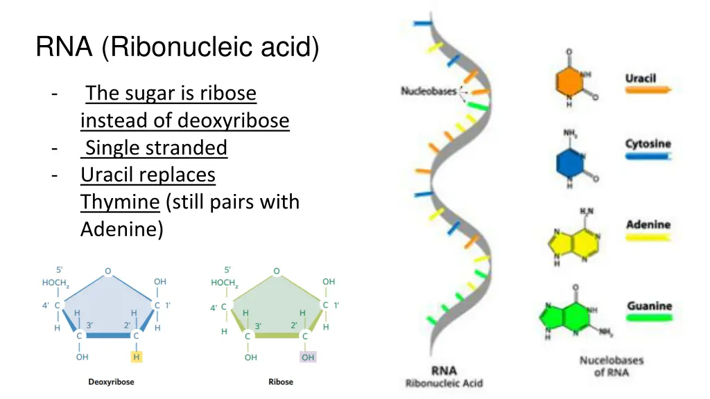 rna ribonucleic acid