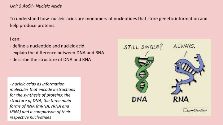 unit 3 aos1 nucleic acids