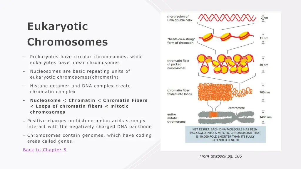 eukaryotic chromosomes