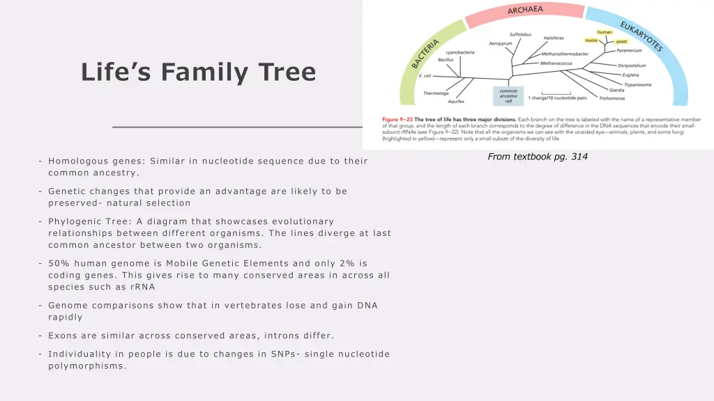 life s family tree