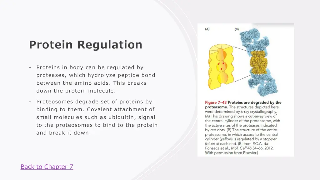 protein regulation