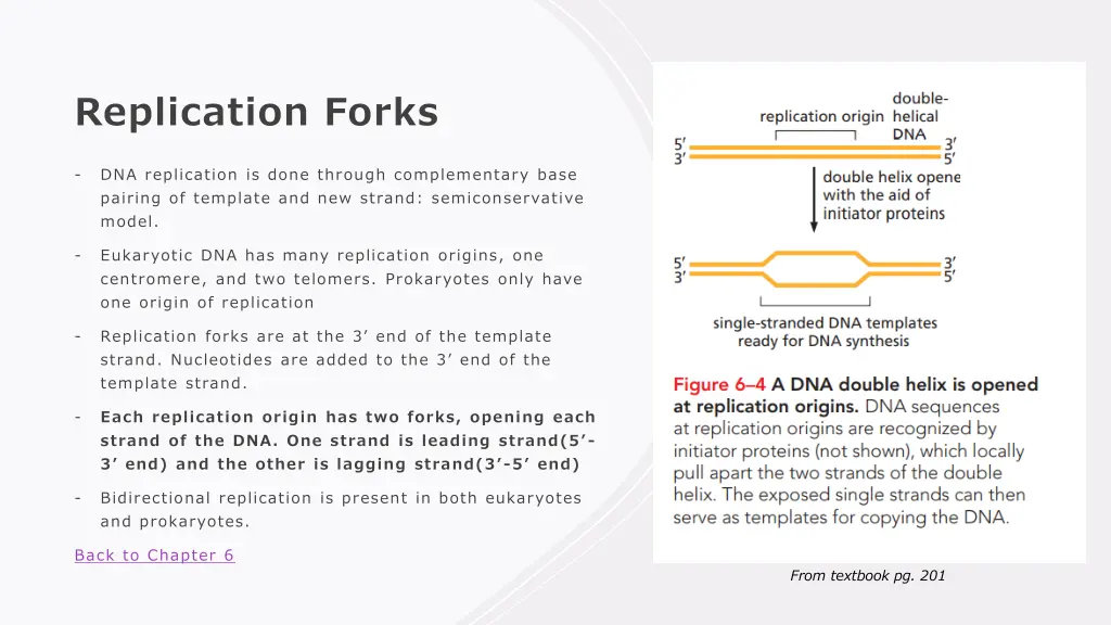 replication forks