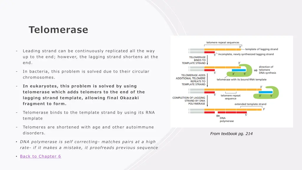 telomerase