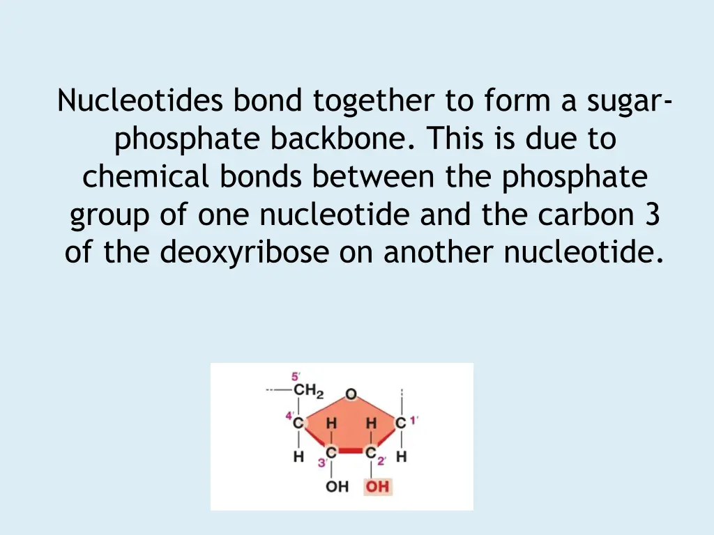 nucleotides bond together to form a sugar