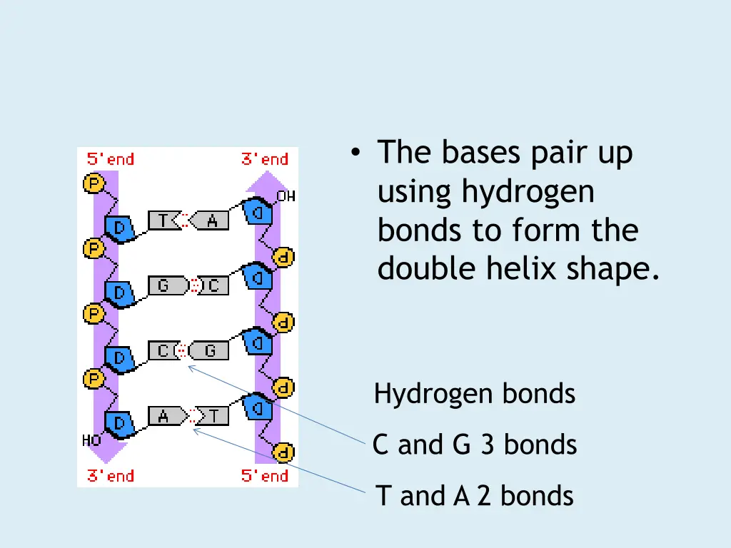 the bases pair up using hydrogen bonds to form